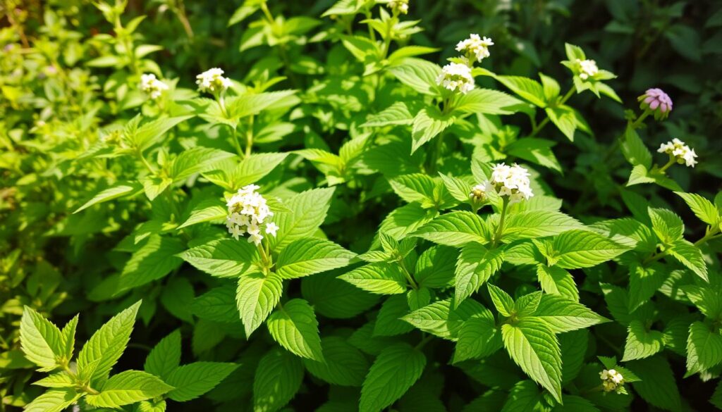 lemon balm